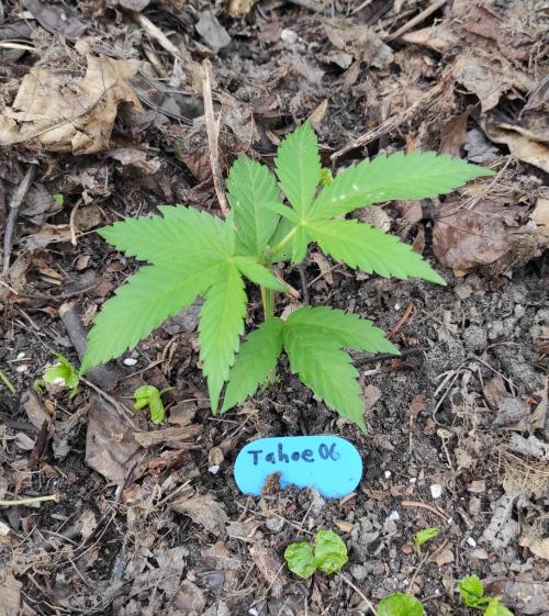 Six for the Summer of 2026. Week 7 - Day 53 Tahoe OG topped