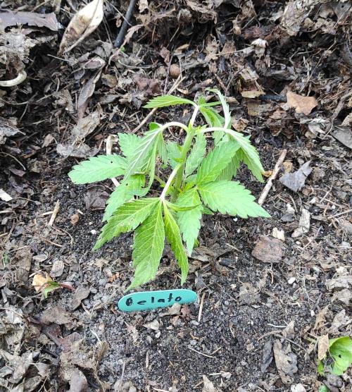 Six for the Summer of 2026. Week 7 - Day 57 Gelato