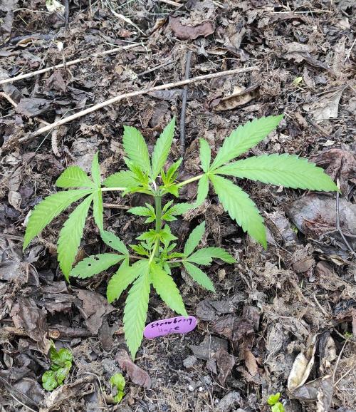 Six for the Summer of 2026. Week 7 - Day 57 Strawberry Haze