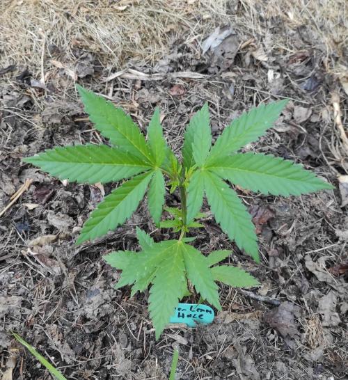 Six for the Summer of 2026. Week 7 - Day 57 Super Lemon Haze