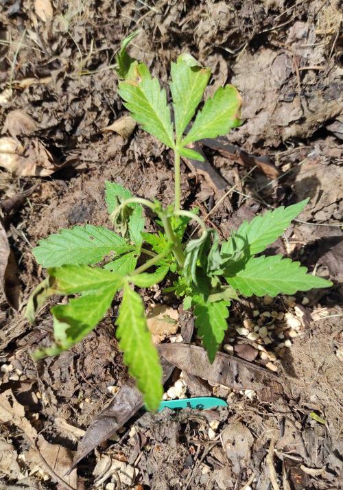 Six for the Summer of 2026. Week 8 - Day 61 Gelato