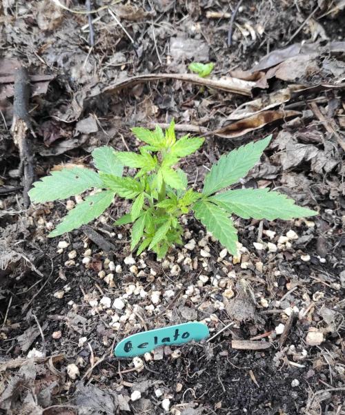 Six for the Summer of 2026. Week 8 - Day 64 Gelato
