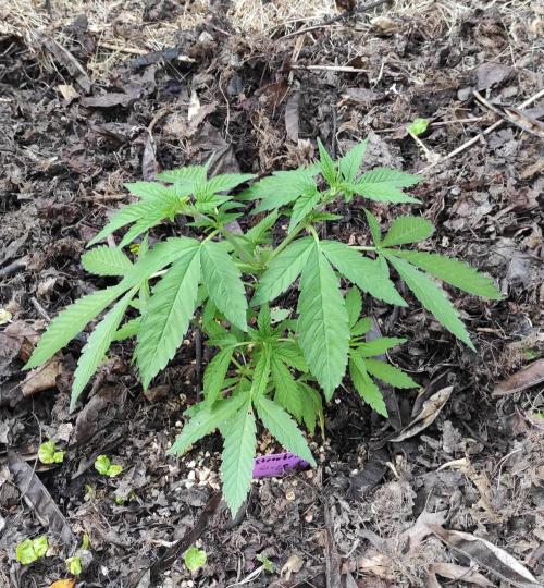 Six for the Summer of 2026. Week 8 - Day 64 Strawberry Haze