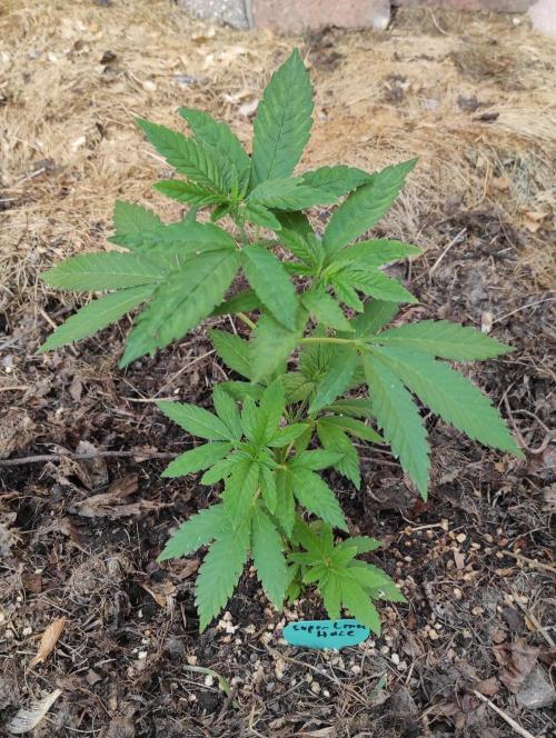 Six for the Summer of 2026. Week 8 - Day 64 Super Lemon Haze