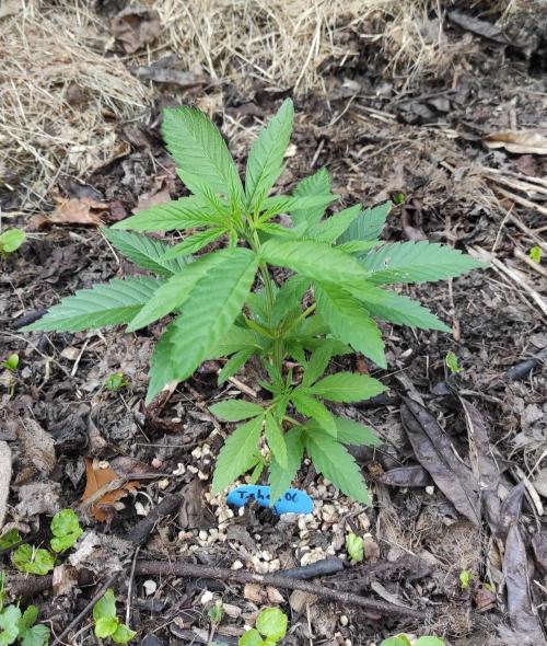 Six for the Summer of 2026. Week 8 - Day 64 Tahoe OG