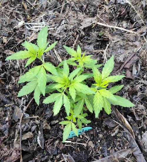 Six for the Summer of 2026. Week 9 - Day 71 Gelato