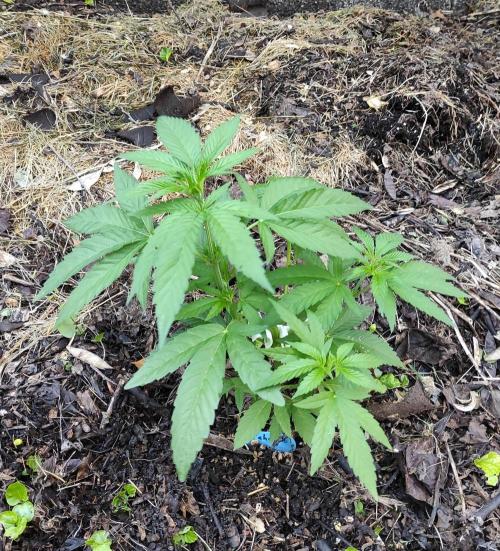 Six for the Summer of 2026. Week 9 - Day 71 Tahoe OG
