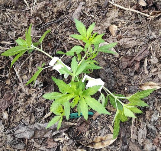 Six for the Summer of 2026. Week 10 - Day 73 Gelato LST