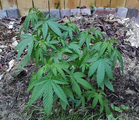 Six for the Summer of 2026. Week 10 - Day 78 Super Lemon Haze