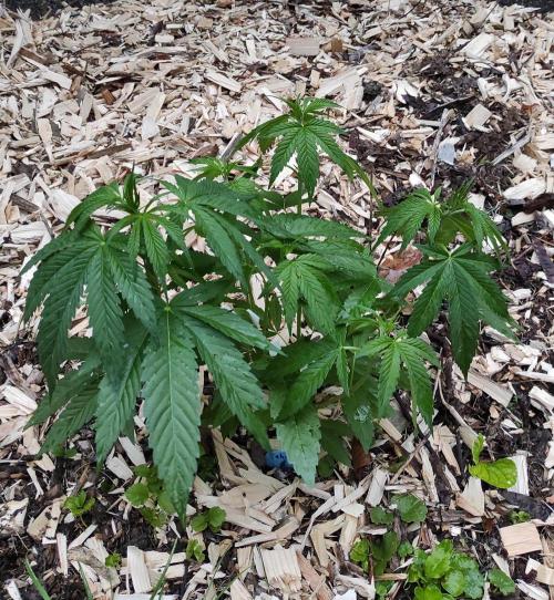 Six for the Summer of 2026. Week 10 - Day 78 Tahoe OG