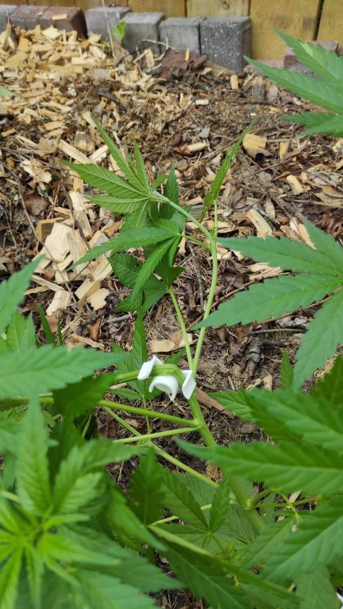 Six for the Summer of 2026. Week 11 - Day 83 Super Lemon Haze HST