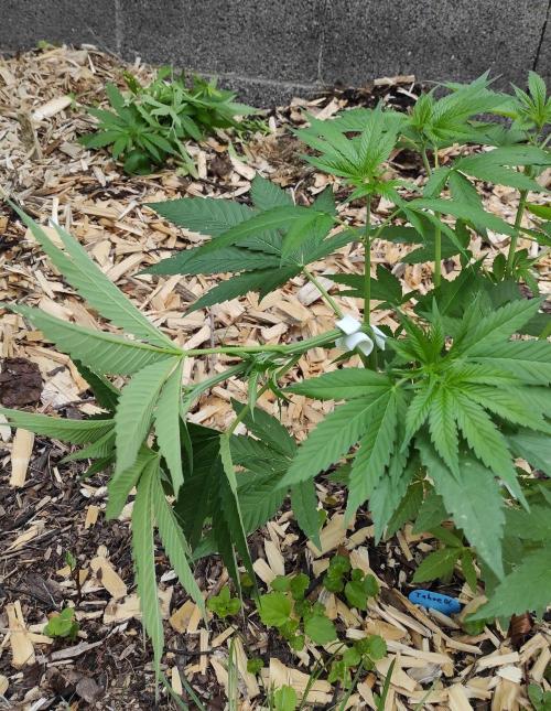 Six for the Summer of 2026. Week 11 - Day 83 Tahoe OG LST