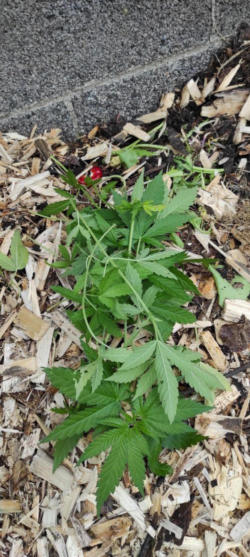 Six for the Summer of 2026. Week 11 - Day 83 trim