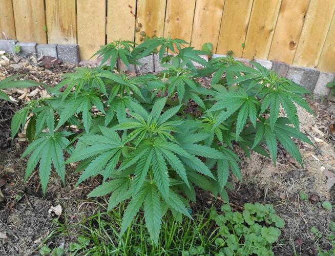 Six for the Summer of 2026. Week 11 - Day 85 Super Lemon Haze