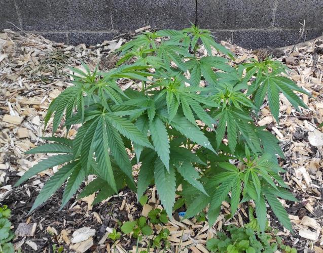 Six for the Summer of 2026. Week 11 - Day 85 Tahoe OG