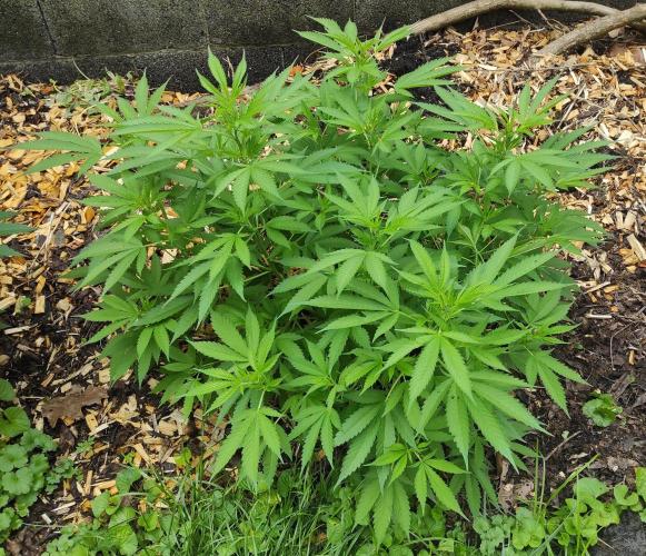 Six for the Summer of 2026. Week 12 - Day 92 Strawberry Haze