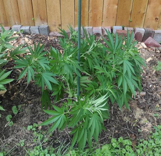Six for the Summer of 2026. Week 12 - Day 92 Super Lemon Haze