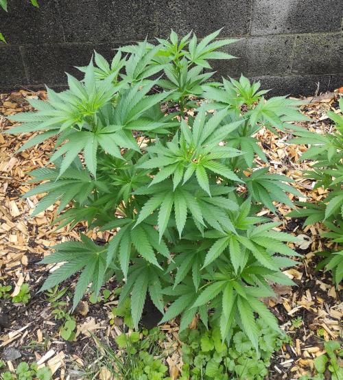 Six for the Summer of 2026. Week 12 - Day 92 Tahoe OG