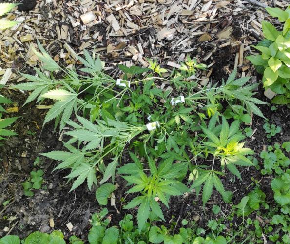 Six for the Summer of 2026. Week 13 - Day 94 Gelato HST