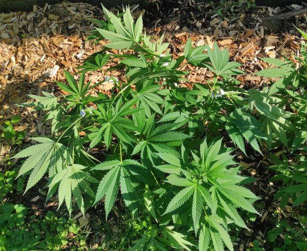 Six for the Summer of 2026. Week 13 - Day 94 Tahoe OG HST