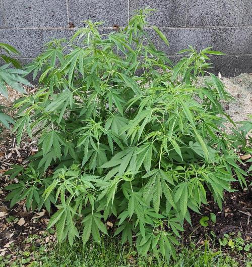 Six for the Summer of 2026. Week 13 - Day 99 Strawberry Haze