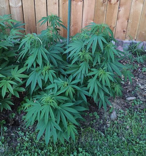 Six for the Summer of 2026. Week 13 - Day 99 Super Lemon Haze