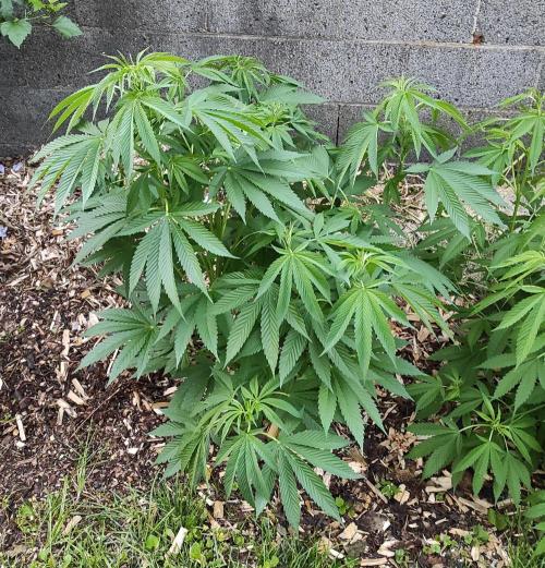 Six for the Summer of 2026. Week 13 - Day 99 Tahoe OG