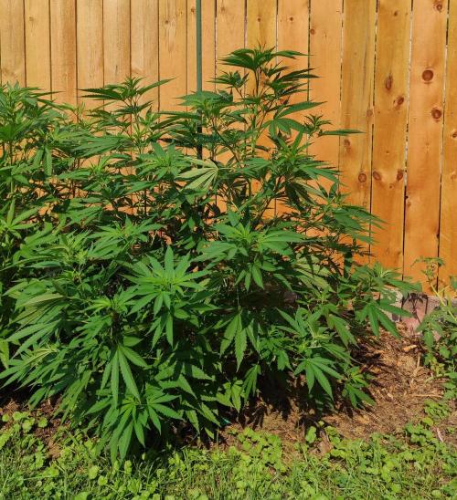 Six for the Summer of 2026. Week 14 - Day 106 Super Lemon Haze