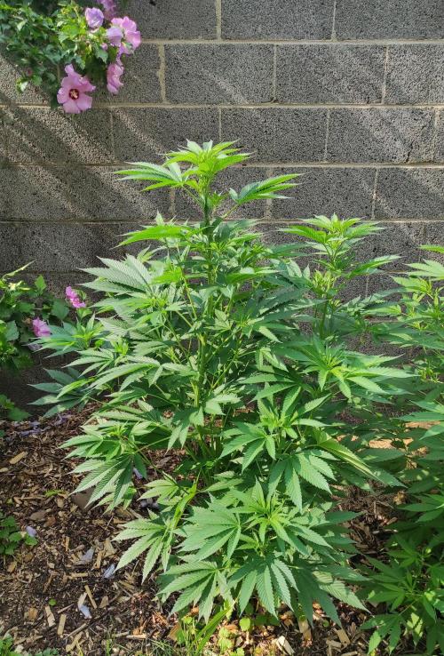 Six for the Summer of 2026. Week 14 - Day 106 Tahoe OG