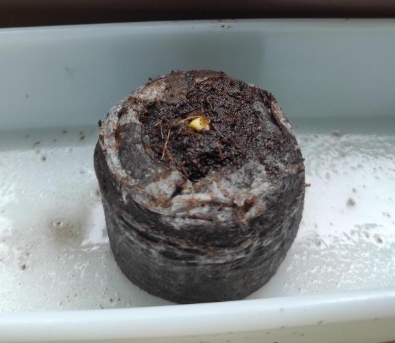 Late Summer Limited Edition Gelato Auto. Week 0 - Day 4 Gelato Auto in peat pod