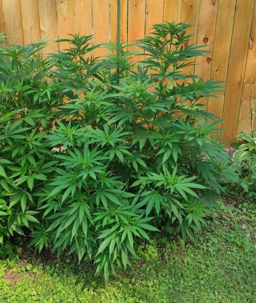 Six for the Summer of 2026. Week 15 - Day 113 Super Lemon Haze