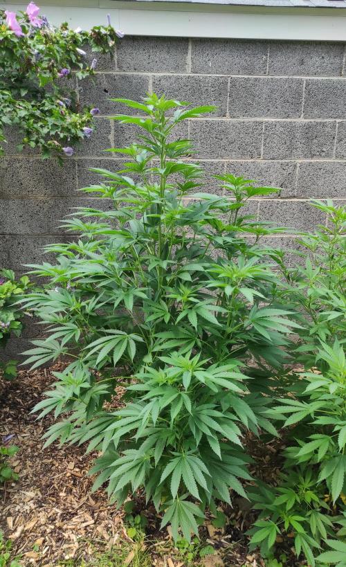 Six for the Summer of 2026. Week 15 - Day 113 Tahoe OG