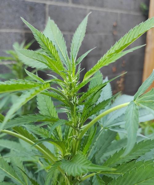Six for the Summer of 2026. Week 16 - Day 120 Strawberry Haze (budding)