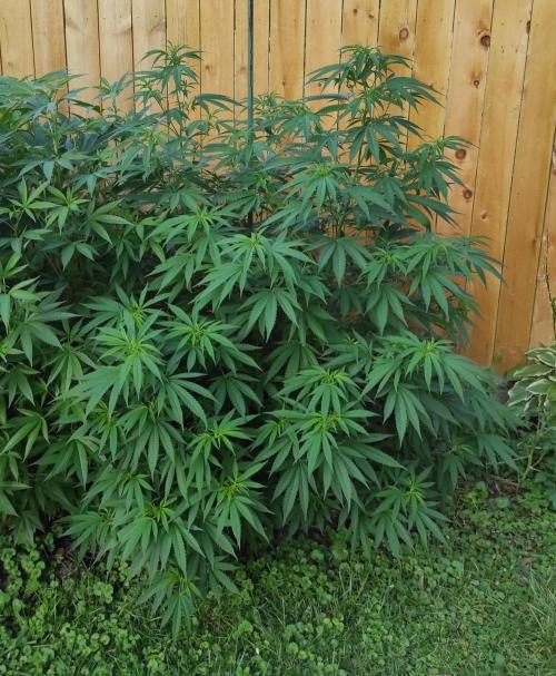 Six for the Summer of 2026. Week 16 - Day 120 Super Lemon Haze