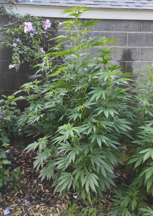 Six for the Summer of 2026. Week 16 - Day 120 Tahoe OG