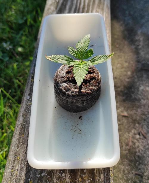 Late Summer Limited Edition Gelato Auto. Week 2 - Day 21 Gelato Auto pre post transplant