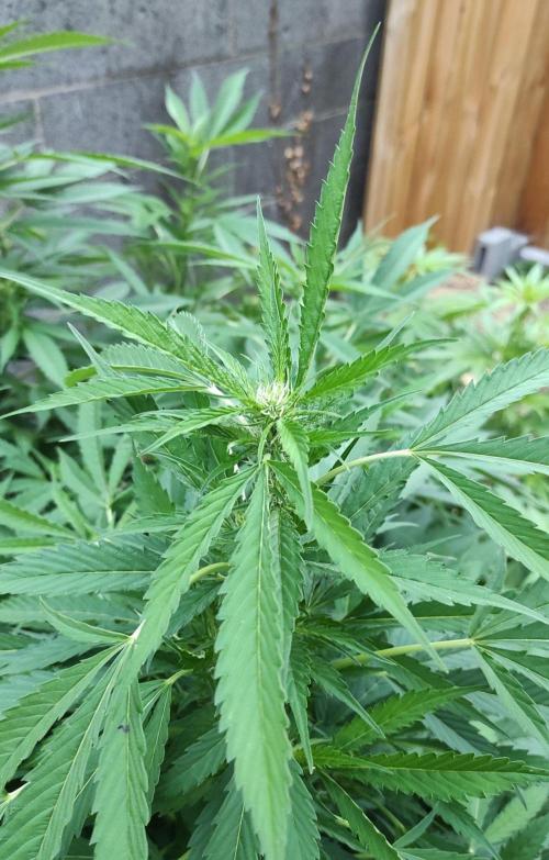 Six for the Summer of 2026. Week 17 - Day 127 Strawberry Haze (kola building)