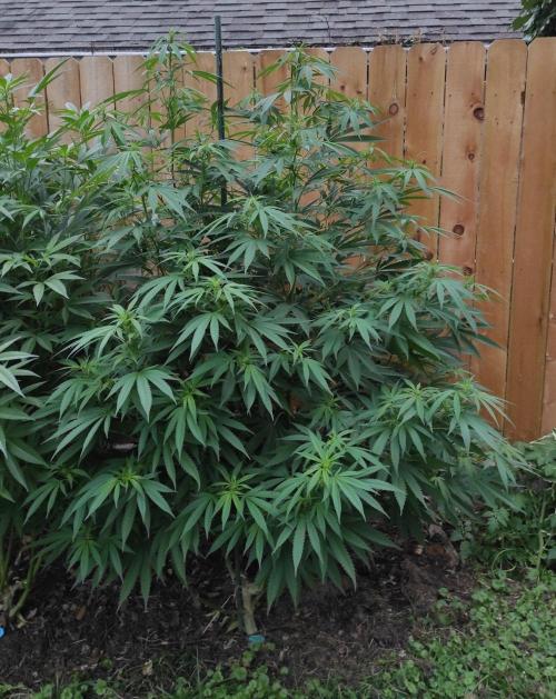 Six for the Summer of 2026. Week 17 - Day 127 Super Lemon Haze