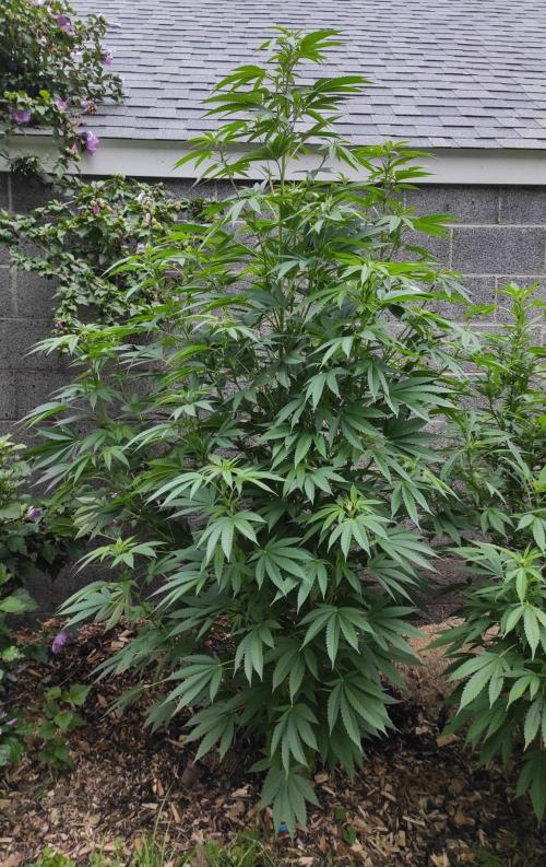 Six for the Summer of 2026. Week 17 - Day 127 Tahoe OG