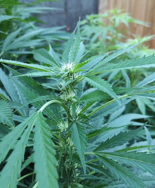 Six for the Summer of 2026. Week 18 - Day 134 Strawberry Haze (kola building)