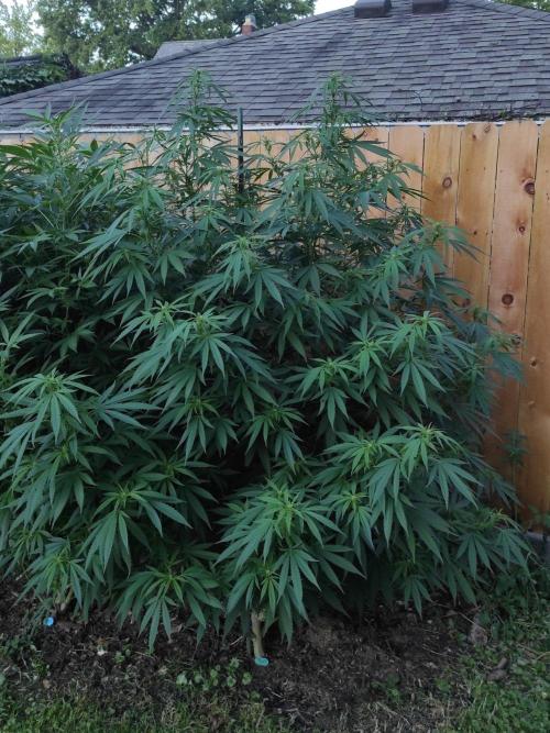 Six for the Summer of 2026. Week 18 - Day 134 Super Lemon Haze