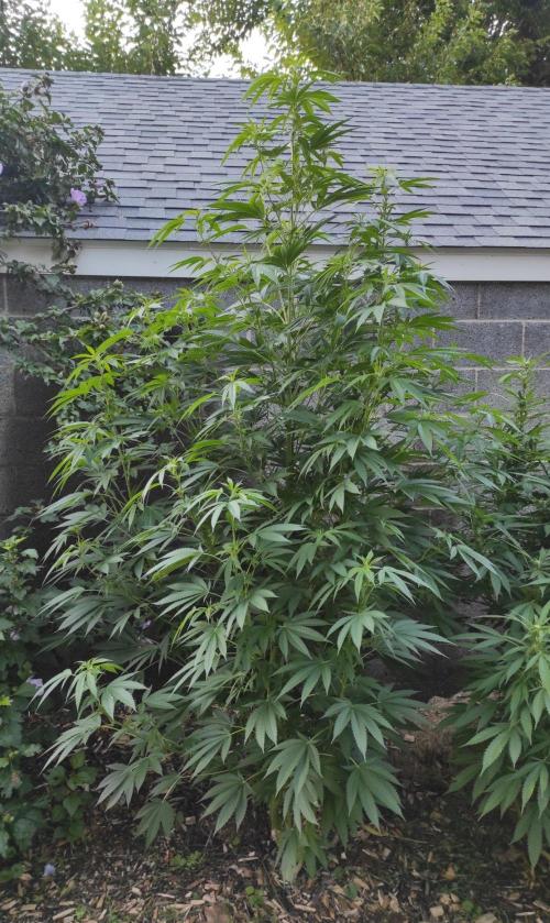 Six for the Summer of 2026. Week 18 - Day 134 Tahoe OG