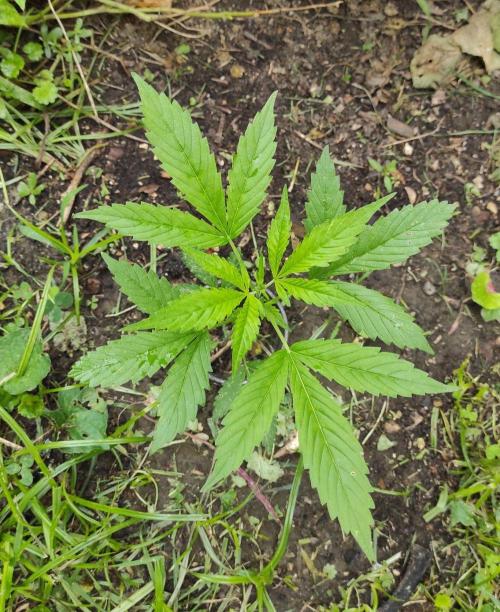 Late Summer Limited Edition Gelato Auto. Week 4 - Day 35 Gelato Auto (top)