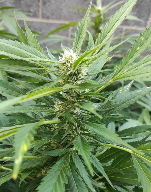 Six for the Summer of 2026. Week 19 - Day 141 Strawberry Haze (kola building)
