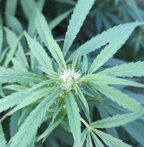Six for the Summer of 2026. Week 19 - Day 141 Super Lemon Haze (bud)