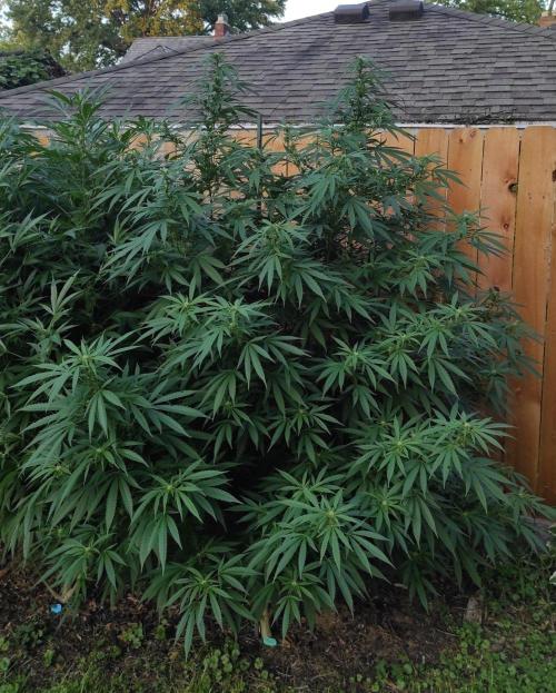 Six for the Summer of 2026. Week 19 - Day 141 Super Lemon Haze