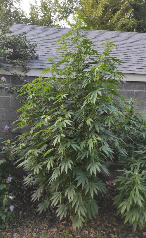 Six for the Summer of 2026. Week 19 - Day 141 Tahoe OG