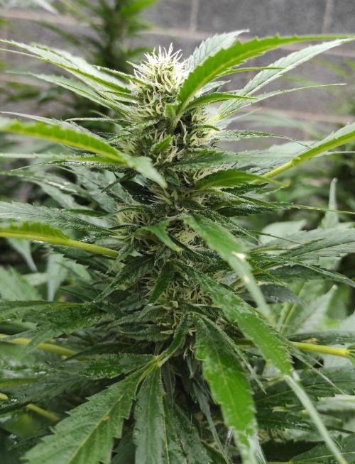 Six for the Summer of 2026. Week 20 - Day 148 Strawberry Haze (kola)