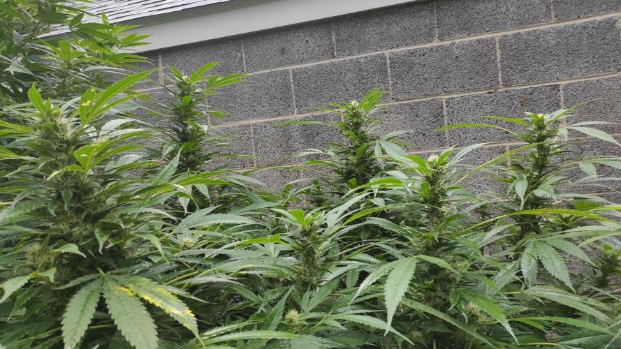 Six for the Summer of 2026. Week 20 - Day 148 Strawberry Haze (kolas building)