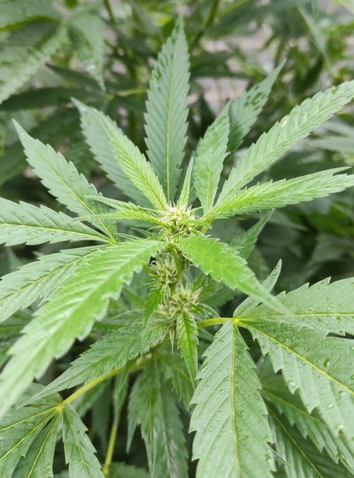 Six for the Summer of 2026. Week 20 - Day 148 Tahoe OG (bud)